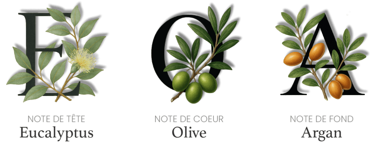 Signature olfactive du Savon Noir Tradition Cocoon d’Orient – Eucalyptus, Olive et Argan