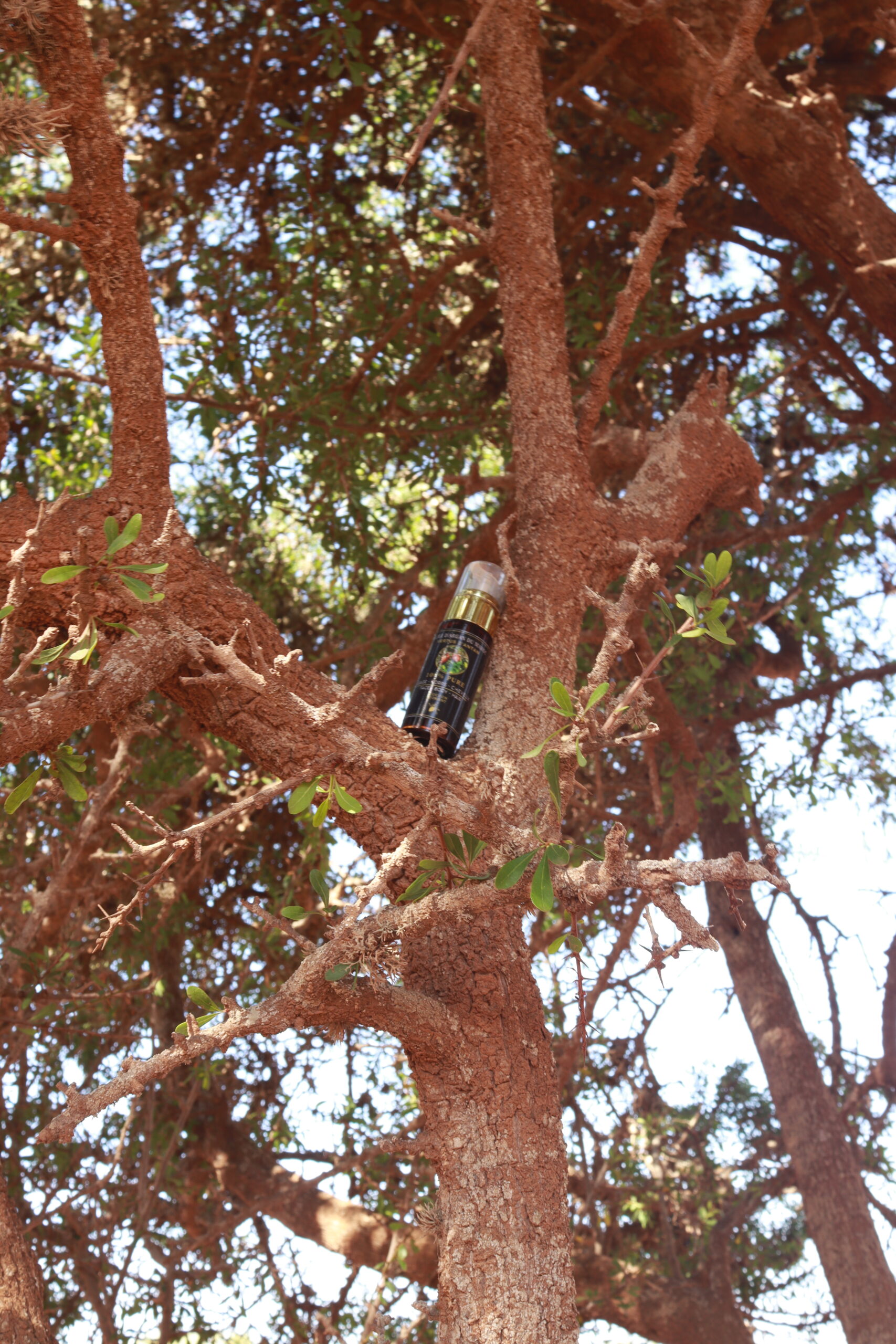 Arbre d'arganier avec huile d'argan naturelle Cocoon d'Orient pour peau sèche et cheveux abîmés