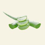 Aloe Vera naturel – hydratation, apaisement et fraîcheur de la peau – Cocoon d’Orient