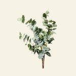 Branche d’eucalyptus naturel – ingrédient purifiant utilisé dans les soins Cocoon d’Orient