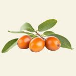 Graines de jojoba utilisées dans les soins Cocoon d’Orient pour nourrir et équilibrer la peau et les cheveux.