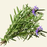 Brins de romarin naturel utilisés dans les soins Cocoon d’Orient pour tonifier et revitaliser la peau.