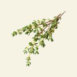 Thym naturel – bienfaits pour les cheveux et le cuir chevelu – Cocoon d’Orient