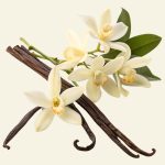 Gousses de vanille naturelle utilisées dans les soins visage apaisants Cocoon d’Orient.